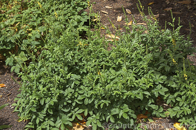 Fragrant Agrimony (<i>Agrimonia procera</i>), an herbaceous, late spring- to early summer-flowering European perennial with slightly scented flowers and aromatic foliage. agrimonia-2268htm'>Agrimonia.