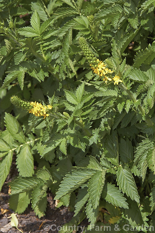 Common Agrimony (<i>Agrimonia eupatoria</i>), native to Europe, western Asia and north. Africa, this rhizomatous species makes quite a large foliage clump. The leaflets are white-haired on the undersides. The flowers appear in late spring to early summer. agrimonia-2268htm'>Agrimonia.