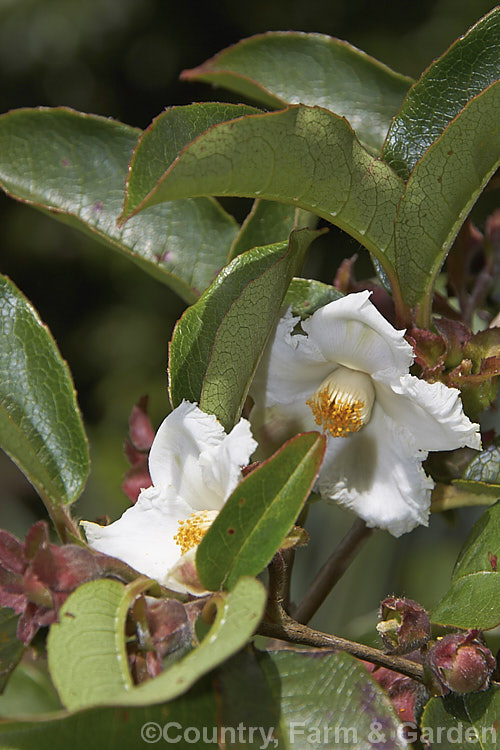 Stewartia pteropetiolata, a late spring- to early summer-flowering evergreen shrub or small tree that can grow to around 6m tall It is native to Korea and the flowers are up to 3cm wide. Order: Ericales, Family: Theaceae