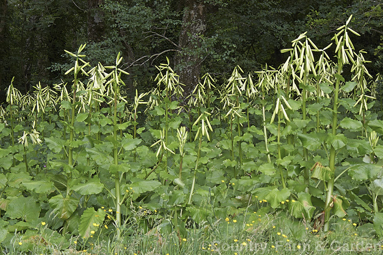 A woodland filled with Giant Himalayan Lilies (<i>Cardiocrinum giganteum</i>), an early summer-flowering Himalayan bulb that grows very quickly to over 3 m high after disappearing completely over winter. The flowers are quite strongly scented, though because they are so high up the fragrance is not always noticeable. Order: Liliales, Family: Liliaceae