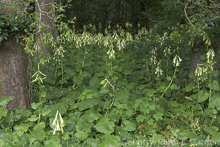 A woodland filled with Giant Himalayan Lilies (<i>Cardiocrinum giganteum</i>), an early summer-flowering Himalayan bulb that grows very quickly to over 3 m high after disappearing completely over winter. The flowers are quite strongly scented, though because they are so high up the fragrance is not always noticeable. Order: Liliales, Family: Liliaceae