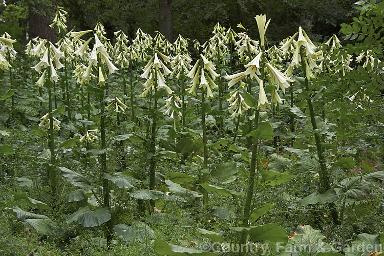 A woodland filled with Giant Himalayan Lilies (<i>Cardiocrinum giganteum</i>), an early summer-flowering Himalayan bulb that grows very quickly to over 3 m high after disappearing completely over winter. The flowers are quite strongly scented, though because they are so high up the fragrance is not always noticeable. Order: Liliales, Family: Liliaceae