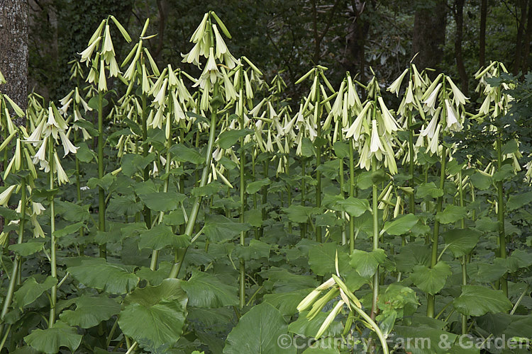 A woodland filled with Giant Himalayan Lilies (<i>Cardiocrinum giganteum</i>), an early summer-flowering Himalayan bulb that grows very quickly to over 3 m high after disappearing completely over winter. The flowers are quite strongly scented, though because they are so high up the fragrance is not always noticeable. Order: Liliales, Family: Liliaceae