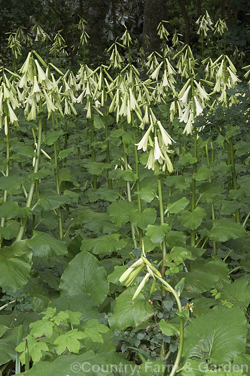 A woodland filled with Giant Himalayan Lilies (<i>Cardiocrinum giganteum</i>), an early summer-flowering Himalayan bulb that grows very quickly to over 3 m high after disappearing completely over winter. The flowers are quite strongly scented, though because they are so high up the fragrance is not always noticeable. Order: Liliales, Family: Liliaceae