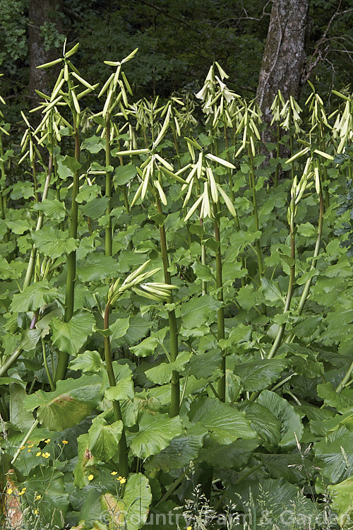 A woodland filled with Giant Himalayan Lilies (<i>Cardiocrinum giganteum</i>), an early summer-flowering Himalayan bulb that grows very quickly to over 3 m high after disappearing completely over winter. The flowers are quite strongly scented, though because they are so high up the fragrance is not always noticeable. Order: Liliales, Family: Liliaceae