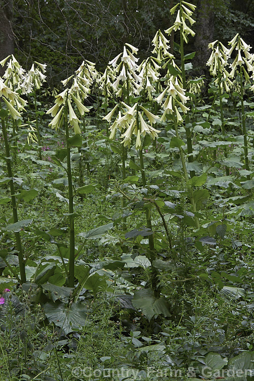 A woodland filled with Giant Himalayan Lilies (<i>Cardiocrinum giganteum</i>), an early summer-flowering Himalayan bulb that grows very quickly to over 3 m high after disappearing completely over winter. The flowers are quite strongly scented, though because they are so high up the fragrance is not always noticeable. Order: Liliales, Family: Liliaceae