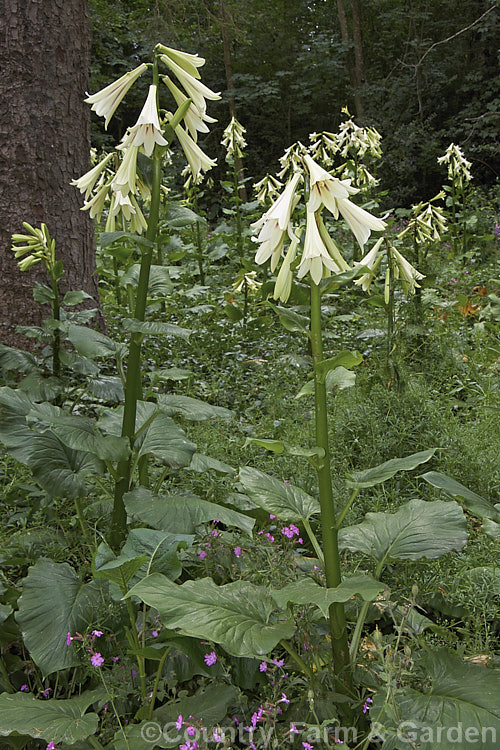 A woodland filled with Giant Himalayan Lilies (<i>Cardiocrinum giganteum</i>), an early summer-flowering Himalayan bulb that grows very quickly to over 3 m high after disappearing completely over winter. The flowers are quite strongly scented, though because they are so high up the fragrance is not always noticeable. Order: Liliales, Family: Liliaceae