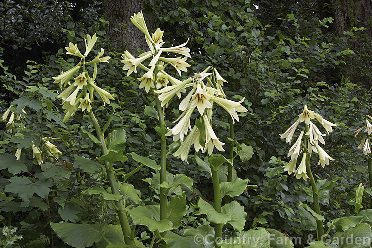 Giant Himalayan Lily (<i>Cardiocrinum giganteum</i>), an early summer-flowering Himalayan bulb that grows very quickly to over 3 m high after disappearing completely over winter. The flowers are quite strongly scented, though because they are so high up the fragrance is not always noticeable. Order: Liliales, Family: Liliaceae