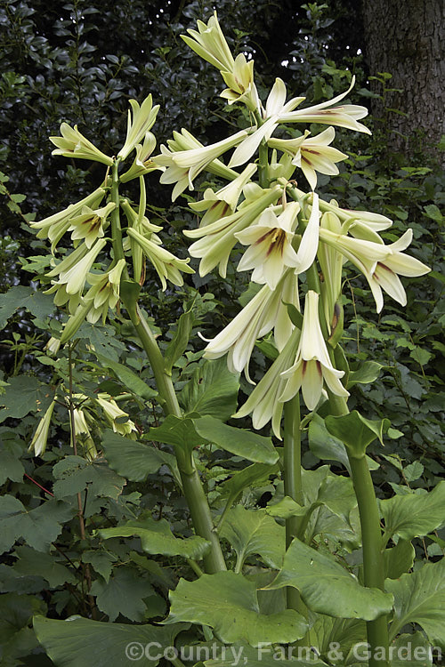 Giant Himalayan Lily (<i>Cardiocrinum giganteum</i>), an early summer-flowering Himalayan bulb that grows very quickly to over 3 m high after disappearing completely over winter. The flowers are quite strongly scented, though because they are so high up the fragrance is not always noticeable. Order: Liliales, Family: Liliaceae