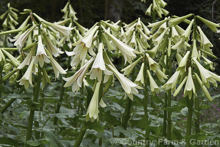 Giant Himalayan Lily (<i>Cardiocrinum giganteum</i>), an early summer-flowering Himalayan bulb that grows very quickly to over 3 m high after disappearing completely over winter. The flowers are quite strongly scented, though because they are so high up the fragrance is not always noticeable. Order: Liliales, Family: Liliaceae