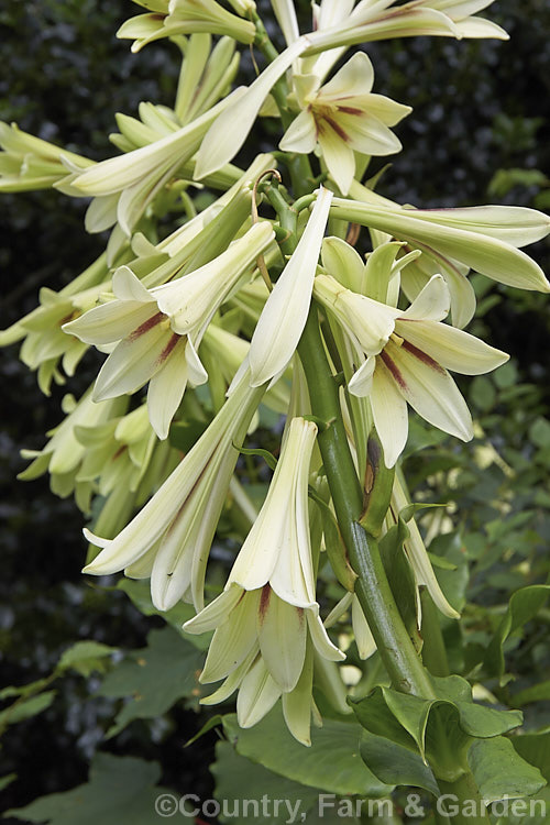 Giant Himalayan Lily (<i>Cardiocrinum giganteum</i>), an early summer-flowering Himalayan bulb that grows very quickly to over 3 m high after disappearing completely over winter. The flowers are quite strongly scented, though because they are so high up the fragrance is not always noticeable. Order: Liliales, Family: Liliaceae