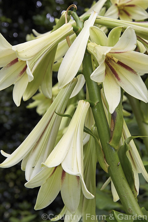 Giant Himalayan Lily (<i>Cardiocrinum giganteum</i>), an early summer-flowering Himalayan bulb that grows very quickly to over 3 m high after disappearing completely over winter. The flowers are quite strongly scented, though because they are so high up the fragrance is not always noticeable. Order: Liliales, Family: Liliaceae