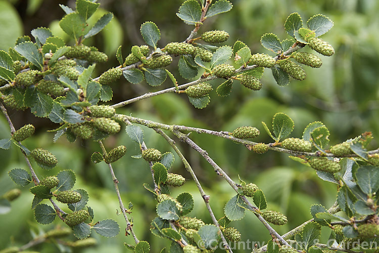 Betula glandulifera, a broad, spreading, deciduous native to the northern United States and southern Canada It grows to around 3m high and wide and is notable for its downy young stems and small, leathery, coarsely serrated leaves. betula-2077htm'>Betula. <a href='betulaceae-plant-family-photoshtml'>Betulaceae</a>.