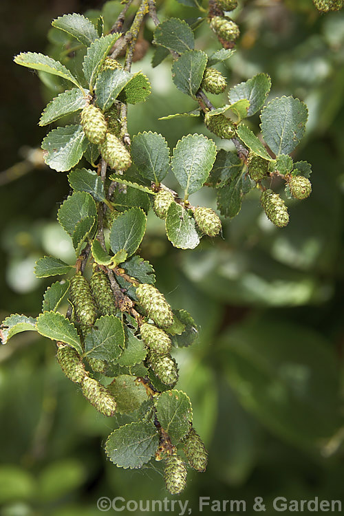 Betula glandulifera, a broad, spreading, deciduous native to the northern United States and southern Canada It grows to around 3m high and wide and is notable for its downy young stems and small, leathery, coarsely serrated leaves. betula-2077htm'>Betula. <a href='betulaceae-plant-family-photoshtml'>Betulaceae</a>.