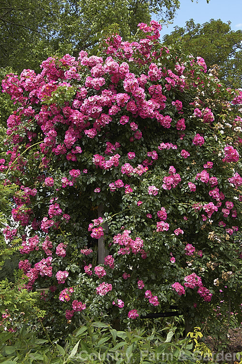 Rosa American Pillar photo at Pictures of Plants stock image library