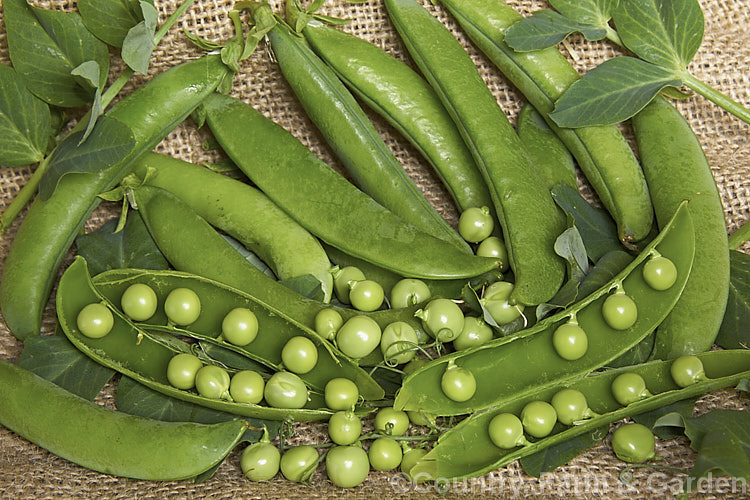 Garden. Pea (<i>Pisum sativum</i>), a southern European annual climber widely grown for its edible seeds. There are several wild varieties and many cultivars. The cultivar shown here is 'Greenfeast', which is one of the most widely grown. pisum-2916htm'>Pisum.