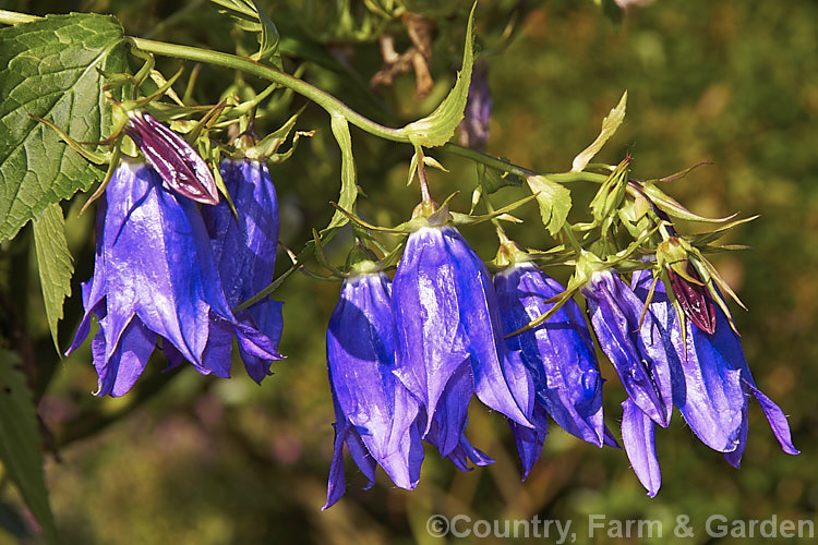 Campanula latifolia var. macrantha, a large-flowered variety of a 1m high summer-flowering perennial found from Europe to Kashmir It forms dense clumps. Order: Asterales, Family: Campanulaceae