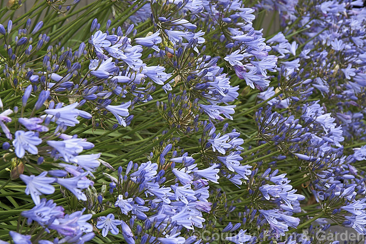 <i>Agapanthus</i> 'Peter Pan', a heavy flowering dwarf hybrid that has 50-60cm flower stems atop a 30cm high foliage clump. It blooms most heavily in late summer. Order: Asparagales, Family: Amaryllidaceae