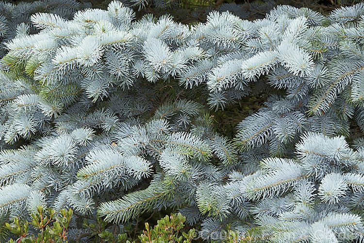 Picea pungens 'Koster', a selected form of Colorado. Spruce with striking blue-grey foliage and a very symmetrical growth habit. It is slow-growing when young but can ultimately reach 20m tall picea-2080htm'>Picea. <a href='pinaceae-plant-family-photoshtml'>Pinaceae</a>.