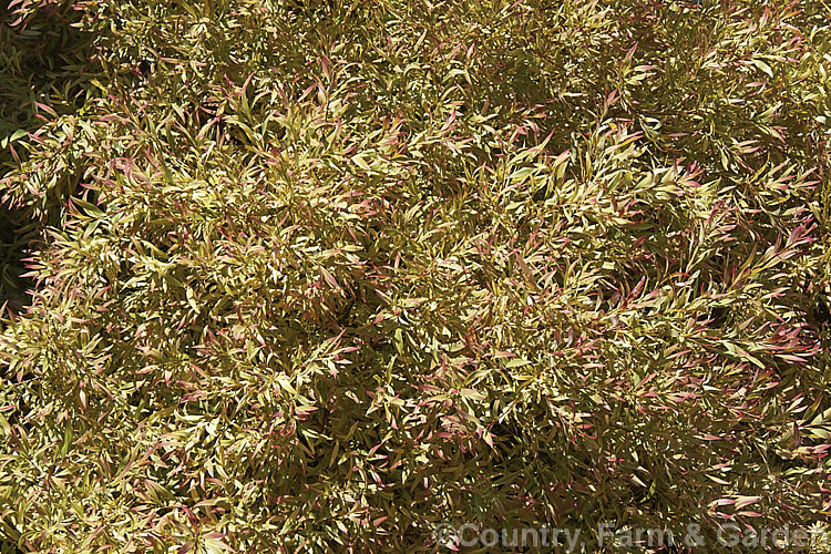 Agonis flexuosa 'Variegata', a variegated foliage cultivar of the Willow. Myrtle a heavy-trunked 9m tallAustralian tree with pendulous branches, aromatic leaves and small white flowers in late spring and early summer. It differs from the species not only in its foliage colour but in size (it is a large shrub, not a tree</i>) and in the form of its foliage, which is smaller, less curved and less pendulous. The new growth is strongly pink tinted if the plant is grown in the sun. It can revert to green and develop normal sized and shaped foliage. agonis-2267htm'>Agonis. .