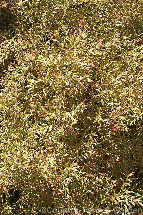 Agonis flexuosa 'Variegata', a variegated foliage cultivar of the Willow. Myrtle a heavy-trunked 9m tallAustralian tree with pendulous branches, aromatic leaves and small white flowers in late spring and early summer. It differs from the species not only in its foliage colour but in size (it is a large shrub, not a tree</i>) and in the form of its foliage, which is smaller, less curved and less pendulous. The new growth is strongly pink tinted if the plant is grown in the sun. It can revert to green and develop normal sized and shaped foliage. agonis-2267htm'>Agonis. .