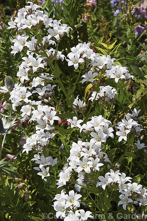 Campanula lactiflora 'Alba', a white-flowered form of a typically mauve-blue-flowered, 15m tall, summer-flowering perennial native to the Caucasus While the species forms a clump of erect stems that often bends over under the weight of bloom that they carry, 'Alba' tends to be less vigorous and while still generous with its blooms, they are less abundant. Order: Asterales, Family: Campanulaceae