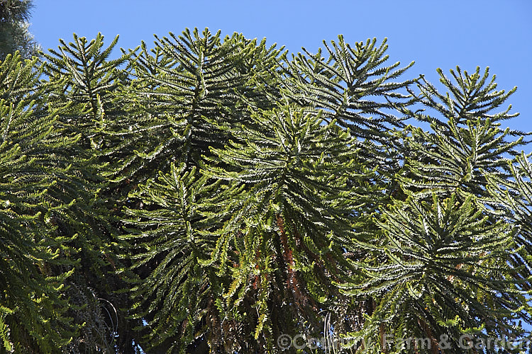 The top of the foliage crown of a Bunya Bunya (<i>Araucaria bidwillii</i>), a 45m tall evergreen conifer native to Queensland, Australia. It is a near relative of the monkey puzzle tree and Norfolk Island pine. Order: Pinales, Family: Araucariaceae