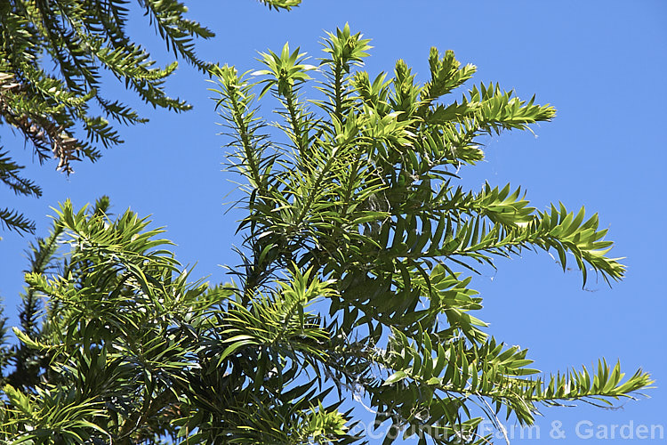 The young foliage growth of a Bunya Bunya (<i>Araucaria bidwillii</i>), a 45m tall evergreen conifer native to Queensland, Australia. It is a near relative of the monkey puzzle tree and Norfolk Island pine. Order: Pinales, Family: Araucariaceae