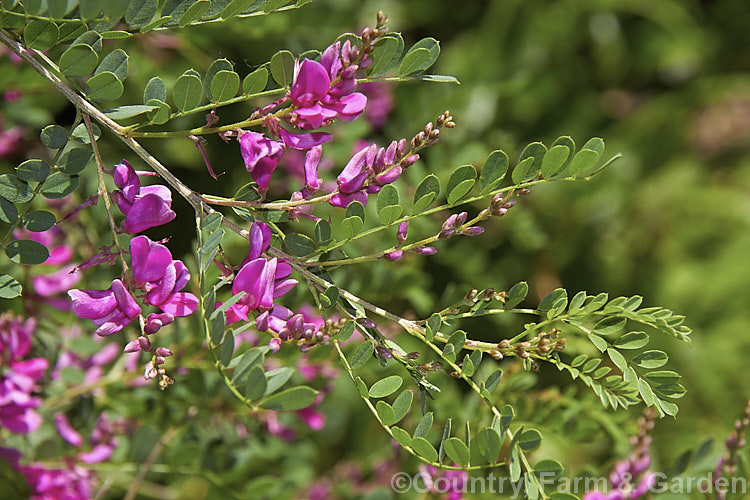 Indigofera heterantha (syn. Indigofera gerardiana</i>), a summer-flowering evergreen shrub, native to the northwestern Himalayas that grows to around 25m high and wide. The floral racemes can be up to 15cm long, 8-10cm is more common. The flower colour ranges from light pink to crimson. indigofera-2452htm'>Indigofera.