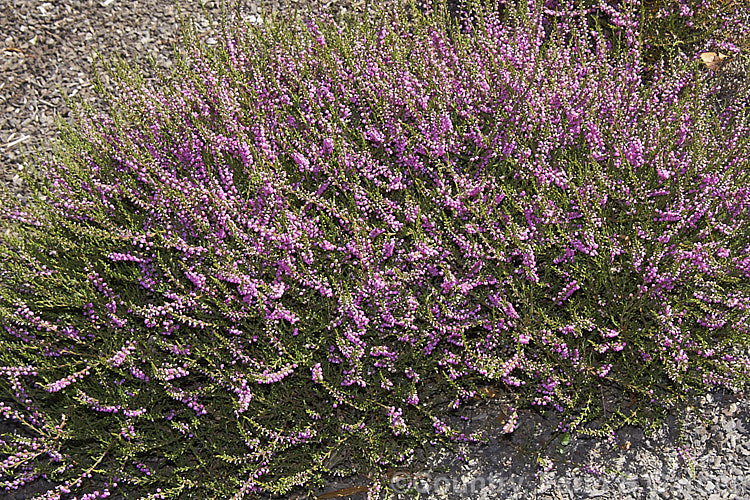 Calluna vulgaris 'Joan. Sparkes', a low-growing, mounding heather cultivar with double purple-pink flowers and green foliage year-round. It is a sport of 'Alba. Plena'. calluna-2108htm'>Calluna. Order: Ericales, Family: Ericaceae