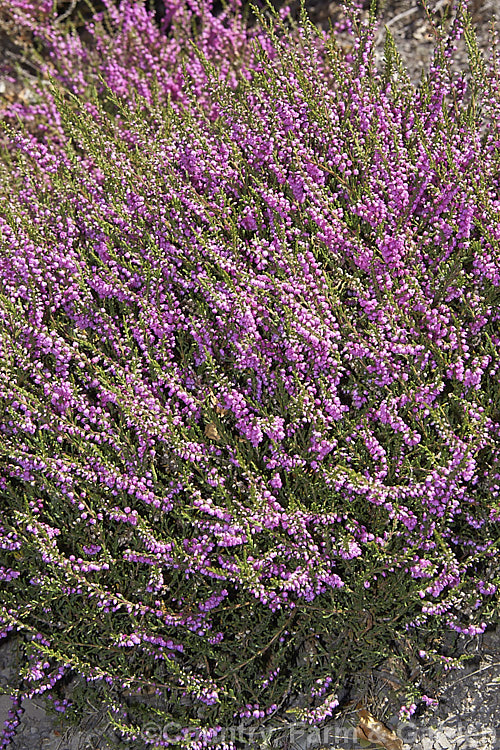 Calluna vulgaris 'Joan. Sparkes', a low-growing, mounding heather cultivar with double purple-pink flowers and green foliage year-round. It is a sport of 'Alba. Plena'. calluna-2108htm'>Calluna. Order: Ericales, Family: Ericaceae