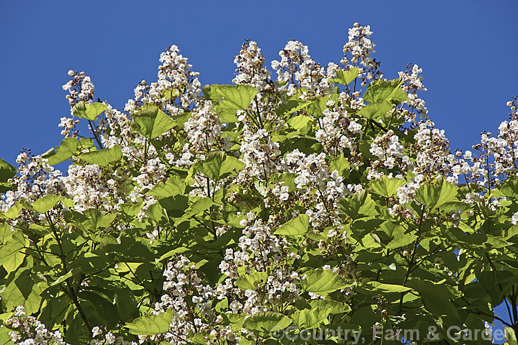 Indian. Bean or Eastern Catalpa (<i>Catalpa bignonioides</i>), a summer-flowering 15m tall deciduous tree native to the eastern United States. catalpa-2420htm'>Catalpa. <a href='bignoniaceae-plant-family-photoshtml'>Bignoniaceae</a>.