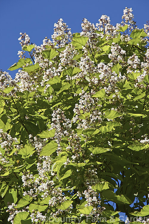 Indian. Bean or Eastern Catalpa (<i>Catalpa bignonioides</i>), a summer-flowering 15m tall deciduous tree native to the eastern United States. catalpa-2420htm'>Catalpa. <a href='bignoniaceae-plant-family-photoshtml'>Bignoniaceae</a>.