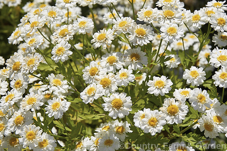 Tanacetum parthenium photo at Pictures of Plants stock image library