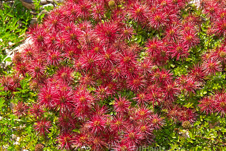 Red Bidi Bidi (<i>Acaena novae-zelandiae</i>), a spreading groundcover member of the rose family that is found throughout New Zealand from lowland to subalpine areas and which produces showy red, spiky, burr-like seed heads. Order: Rosales, Family: Rosaceae