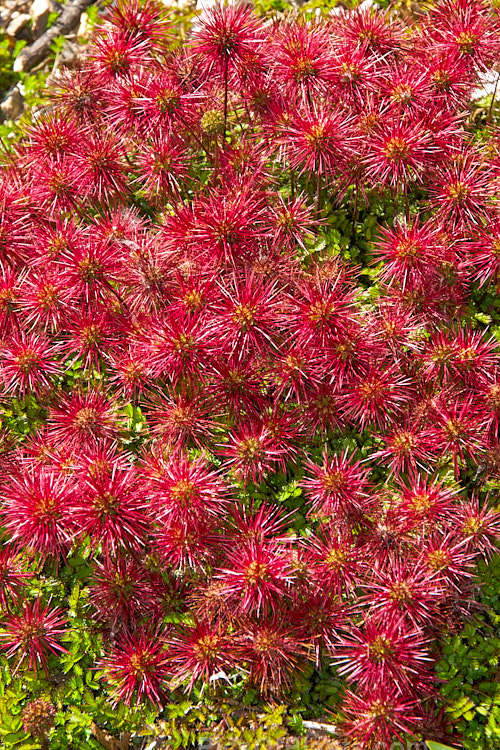 Red Bidi Bidi (<i>Acaena novae-zelandiae</i>), a spreading groundcover member of the rose family that is found throughout New Zealand from lowland to subalpine areas and which produces showy red, spiky, burr-like seed heads. Order: Rosales, Family: Rosaceae