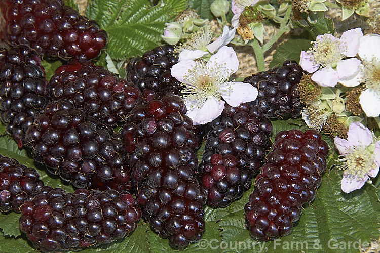 Blackberry (<i>Rubus fruticosus aggregate</i>), a strong-growing, deciduous bramble with very thorny stems and deliciously tart fruit. The fruit of commercially grown blackberries such as these is considerably larger than that of wild plants. The blackberry is widely naturalised in the temperate zones and often considered a weed. The specific status of the blackberry is undecided and it may be a natural hybrid of several Eurasian species.