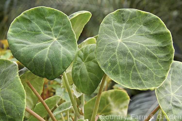 Lily-pad. Begonia (<i>Begonia kellermannii</i>), a Guatemalan species with fleshy, rounded leaves up to 20cm wide that have a covering of fine white down. It grows 30-60cm high and wide and produces clusters of small, fragrant pink flowers in late winter and early spring. Order: Cucurbitales, Family: Begoniaceae