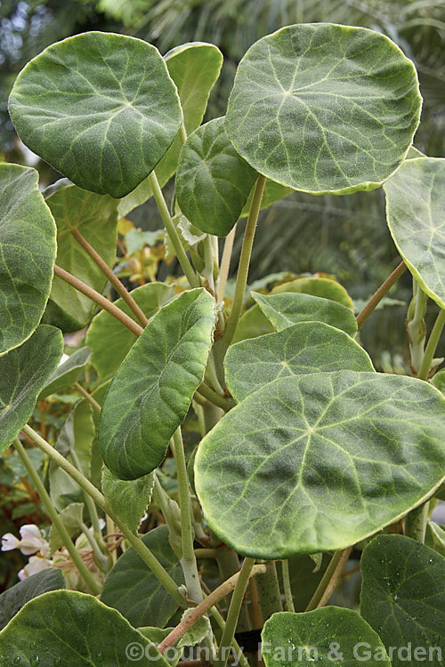 Lily-pad. Begonia (<i>Begonia kellermannii</i>), a Guatemalan species with fleshy, rounded leaves up to 20cm wide that have a covering of fine white down. It grows 30-60cm high and wide and produces clusters of small, fragrant pink flowers in late winter and early spring. Order: Cucurbitales, Family: Begoniaceae