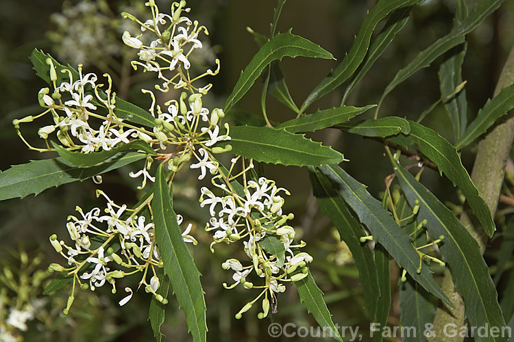 Lomatia myricoides (syn. Lomatia longifolia</i>), an evergreen shrub or small tree native to southeastern Australia. Its flowers, which appear in summer, are mildly fragrant. lomatia-2514htm'>Lomatia.