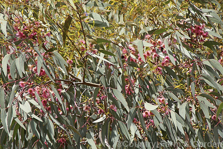 Eucalyptus sideroxylon 'Rosea', a pink-flowered cultivar of the normally creamy-white-flowered Ironbark or Mugga, a 35m tall evergreen tree native to southeastern Australia. Order: Myrtales, Family: Myrtaceae