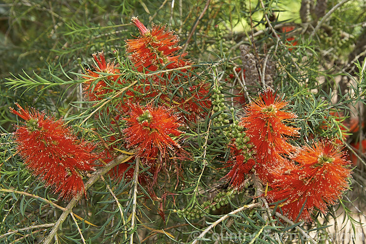 Robin. Redbreast. Bush (<i>Melaleuca lateritia</i>), an evergreen summer-flowering shrub up to 3m tall, native to Western Australia. Despite the common name, the flowerheads tend more towards orange than red. melaleuca-2126htm'>Melaleuca. .