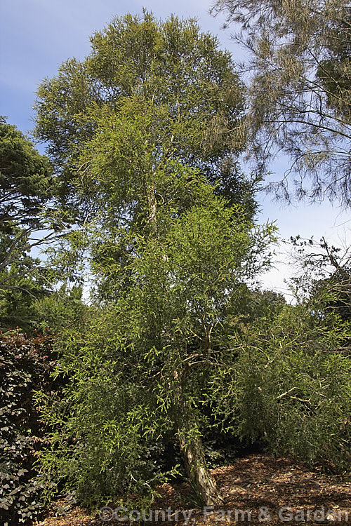 Broad-leafed. Paperbark (<i>Melaleuca quinquenervia [syn. Melaleuca viridiflora var. rubriflora]), an evergreen Australian tree that is now a weed in some subtropical areas. It occurs naturally in eastern Australia and New Caledonia, grows to as much as 25m tall and has white to cream flowerheads that open mainly in summer. melaleuca-2126htm'>Melaleuca. .