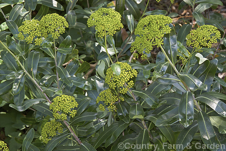 Bupleurum fruticosum, a 1m tall, sprawling, evergreen subshrub native to southern Europe. The dark blue-green foliage has a waxy sheen and the plant's umbelliferous origins are only apparent when it flowers. bupleurum-2614htm'>Bupleurum.