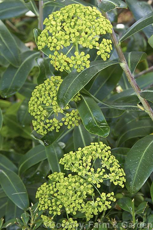 Bupleurum fruticosum, a 1m tall, sprawling, evergreen subshrub native to southern Europe. The dark blue-green foliage has a waxy sheen and the plant's umbelliferous origins are only apparent when it flowers. bupleurum-2614htm'>Bupleurum.