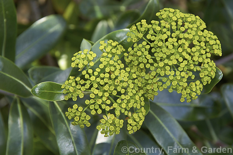 Bupleurum fruticosum, a 1m tall, sprawling, evergreen subshrub native to southern Europe. The dark blue-green foliage has a waxy sheen and the plant's umbelliferous origins are only apparent when it flowers. bupleurum-2614htm'>Bupleurum.