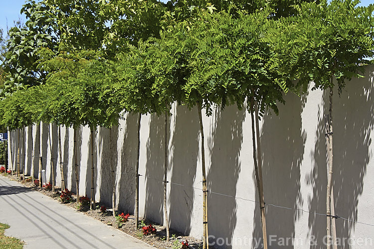 A row of Robinia pseudoacacia 'Mop. Top', a densely twiggy cultivar of the thornless form of the common black locust ('Inermis') 'Mop. Top' is grafted onto standard trunks of various heights to make 'lollipop' style tree with a dense foliage crown atop a narrow trunk. The look can be effective but it is often a lot of work to keep the top neat, the trunk free of side-shoots and the plant clear of stem borers. robinia-2218htm'>Robinia.