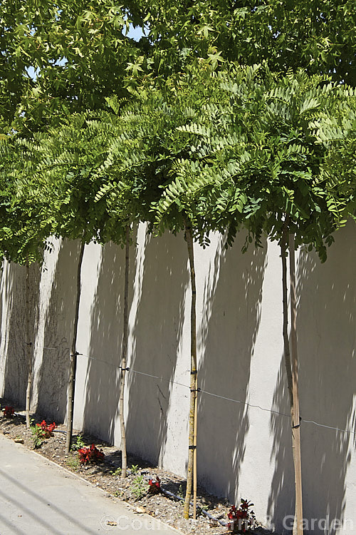 A row of Robinia pseudoacacia 'Mop. Top', a densely twiggy cultivar of the thornless form of the common black locust ('Inermis') 'Mop. Top' is grafted onto standard trunks of various heights to make 'lollipop' style tree with a dense foliage crown atop a narrow trunk. The look can be effective but it is often a lot of work to keep the top neat, the trunk free of side-shoots and the plant clear of stem borers. robinia-2218htm'>Robinia.