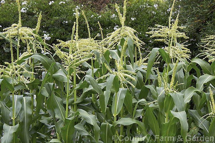 Sweet Corn, Maize or Corn (<i>Zea mays</i>) in flower. This robust annual grass from Central America is grown for its edible seed heads (cobs</i>). There are many cultivars. It is wind-pollinated, with pollen falling from the male flowerheads at then top of the plant onto the female flower tassels below. Order: Poales, Family: Poaceae