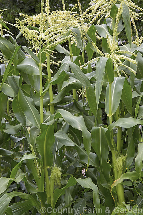 Sweet Corn, Maize or Corn (<i>Zea mays</i>) in flower. This robust annual grass from Central America is grown for its edible seed heads (cobs</i>). There are many cultivars. It is wind-pollinated, with pollen falling from the male flowerheads at then top of the plant onto the female flower tassels below. Order: Poales, Family: Poaceae